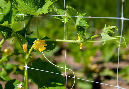 Aaamazing 4ft x 4920ft Heavy-Duty Trellis Netting for Climbing Plants, Garden, Hydroponic Scrog Net (6” x 6” Squares)