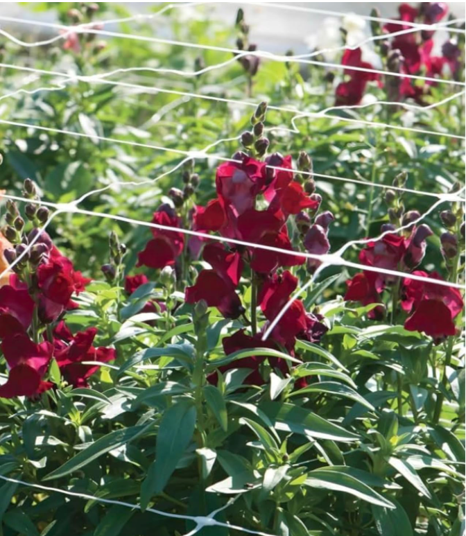 Red flowers growing in a garden with a white trellis in the foreground.