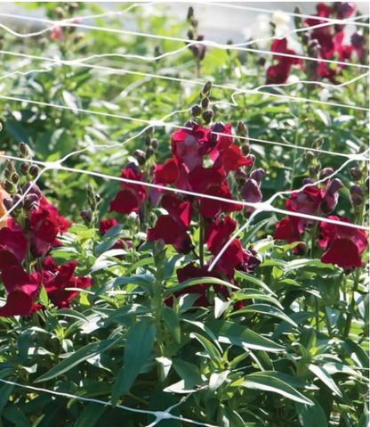 Red flowers growing in a garden with a white trellis in the foreground.