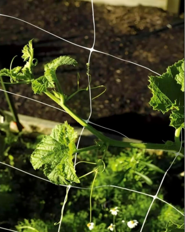 Green vine climbing a trellis with a blurred background